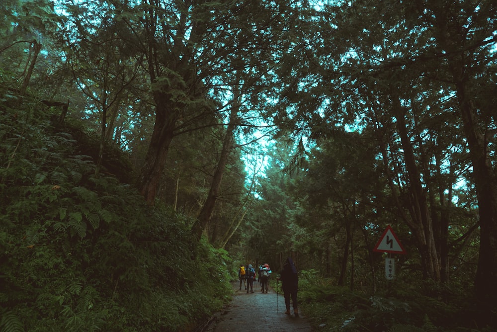 people walking on pathway between trees during daytime