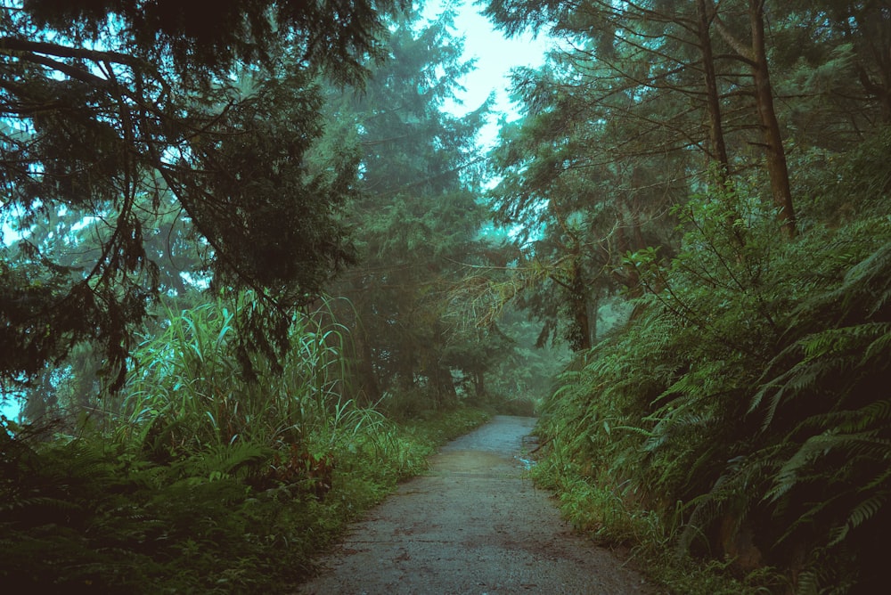 昼間の緑の木々の間の灰色のコンクリート道路