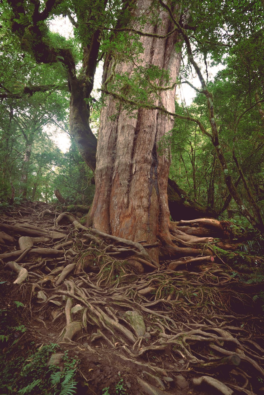 brown tree trunk on green grass during daytime