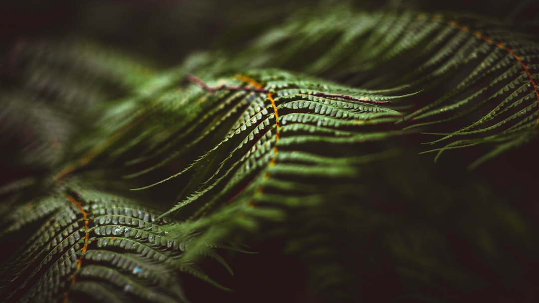 green leaf in close up photography