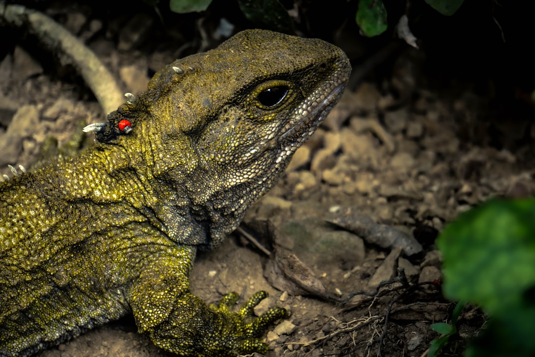 green and brown frog on brown tree branch