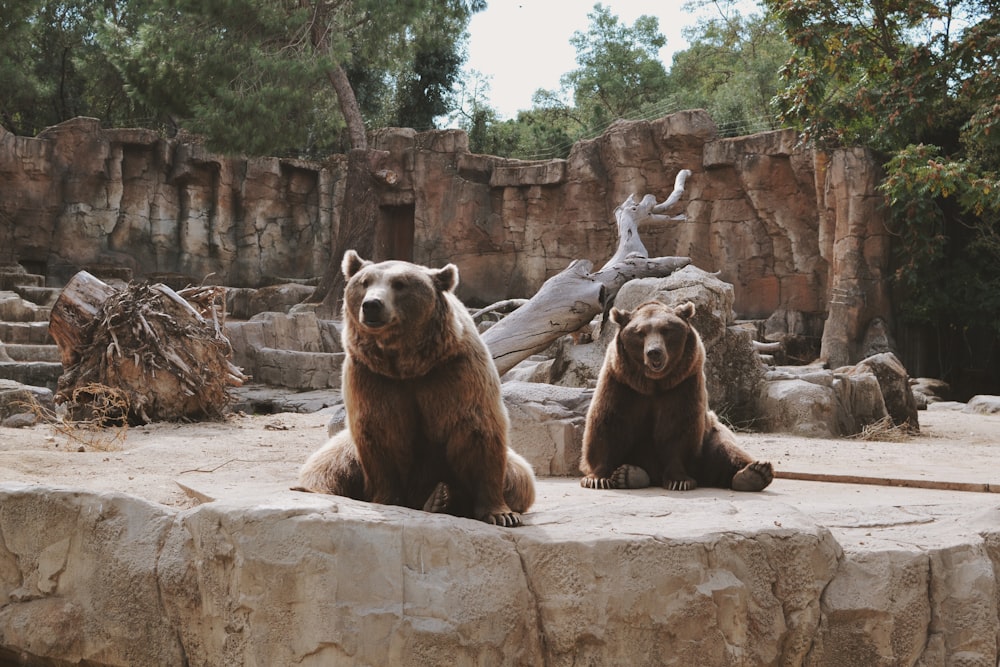 Braunbär und Bärbaby tagsüber auf grauer Betonwand