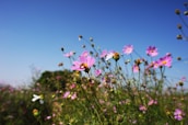 A field of blooming flowers buzzing with busy bees on a bright spring day.