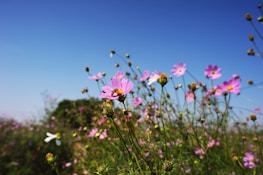 A field of blooming flowers buzzing with busy bees on a bright spring day.