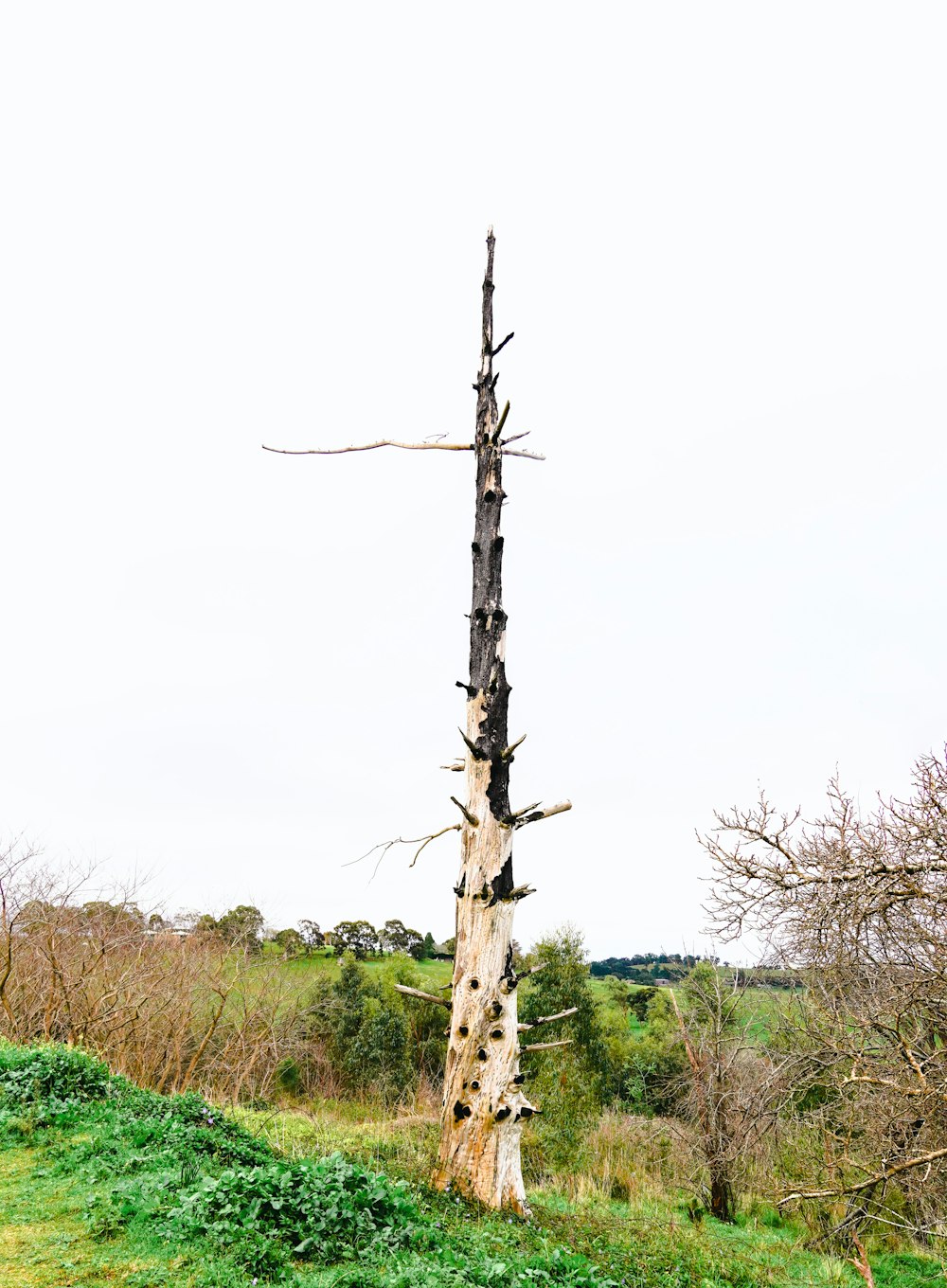 albero nudo marrone sul campo di erba verde durante il giorno