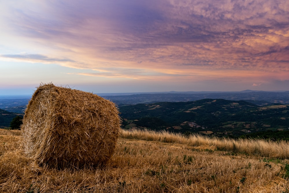 Campo de hierba marrón durante la puesta de sol