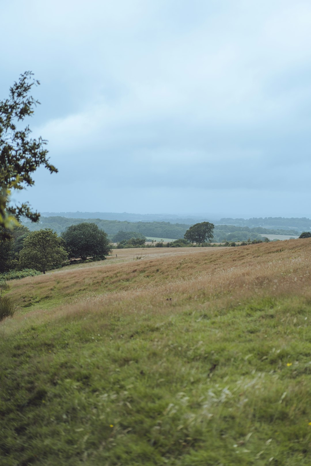 green grass field near body of water during daytime