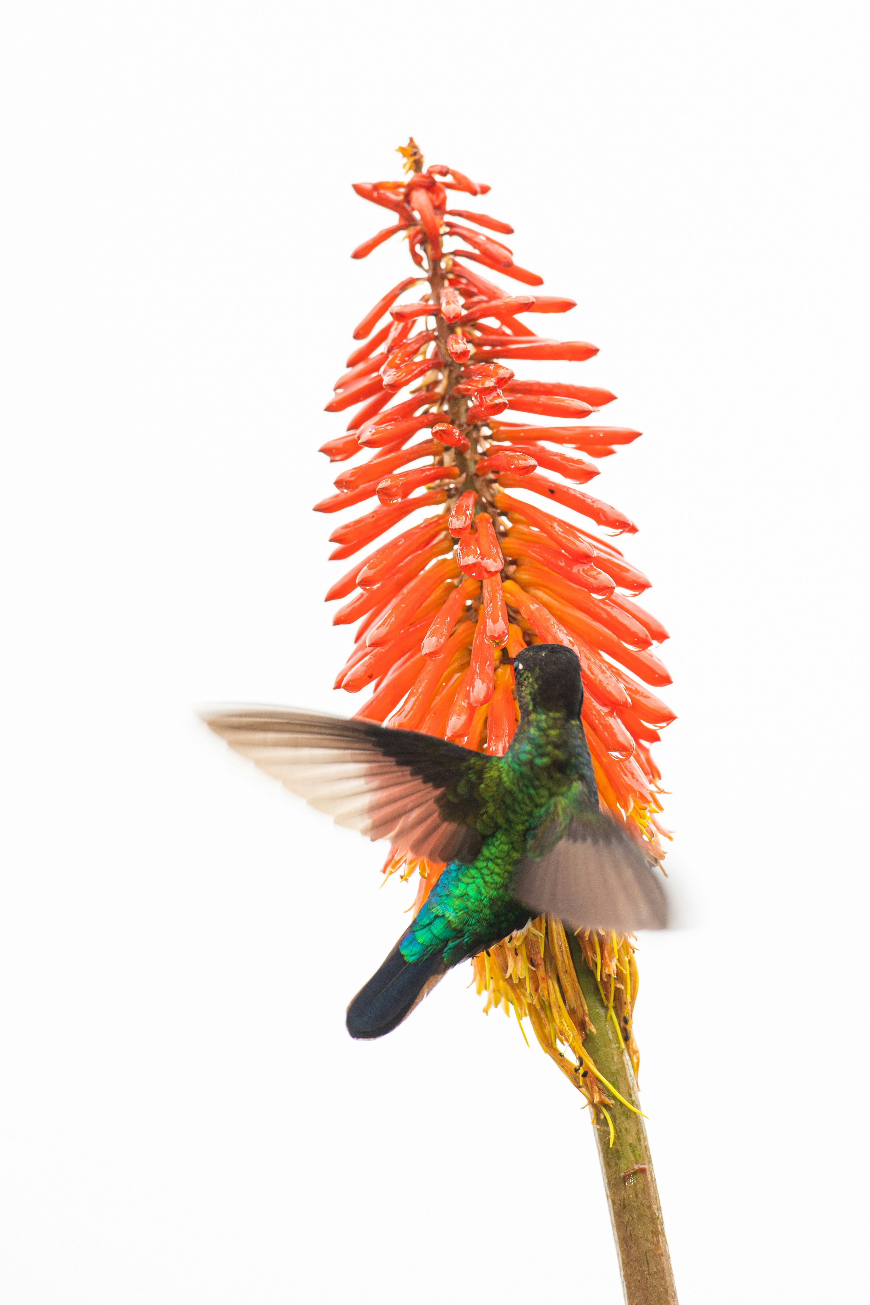 Creating a Hummingbird Home Sweet Home