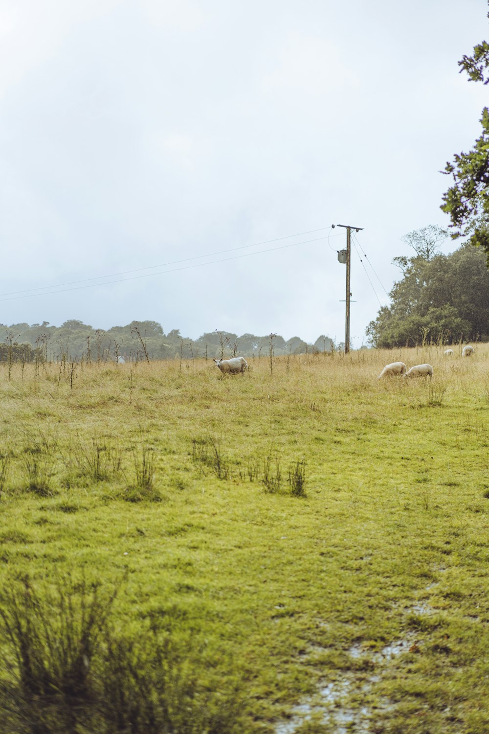 white sheep on green grass field during daytime