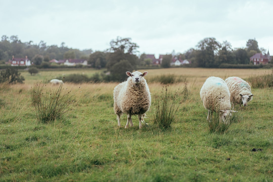 white sheep on green grass field during daytime