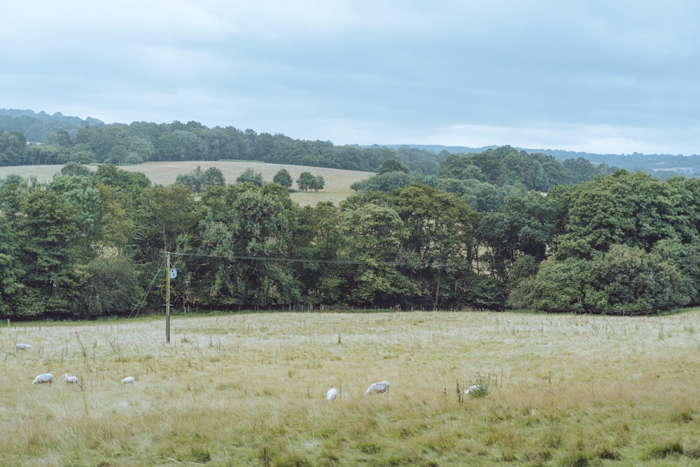 green grass field near green trees during daytime