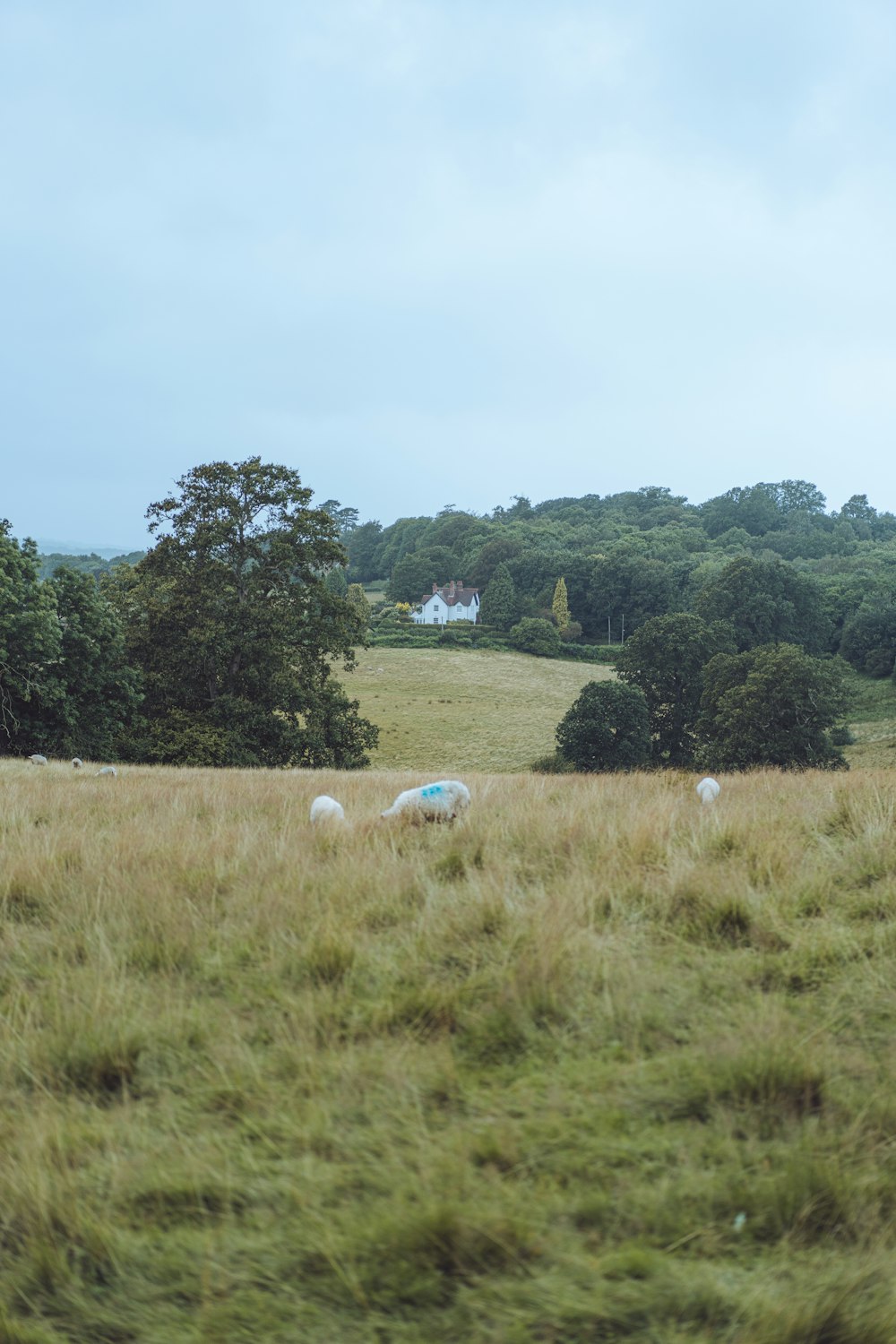 green grass field near green trees during daytime