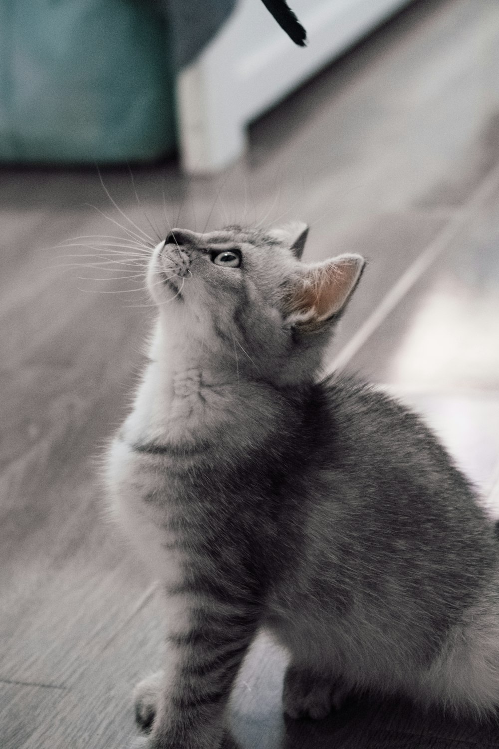 grey and white tabby kitten