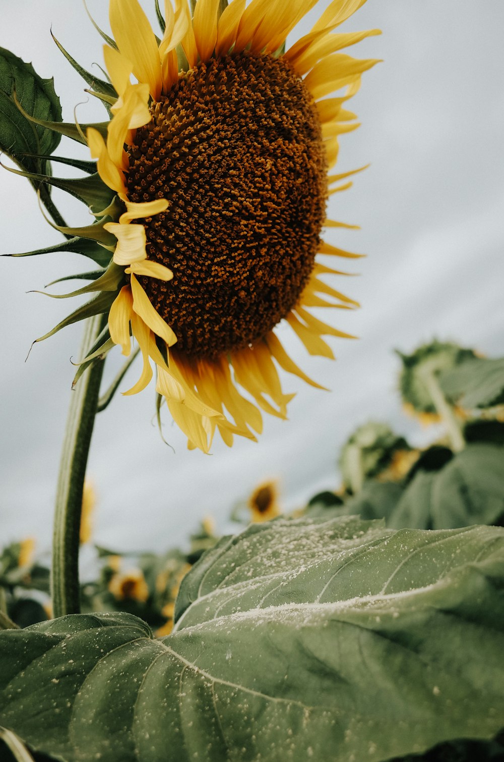 yellow sunflower in close up photography