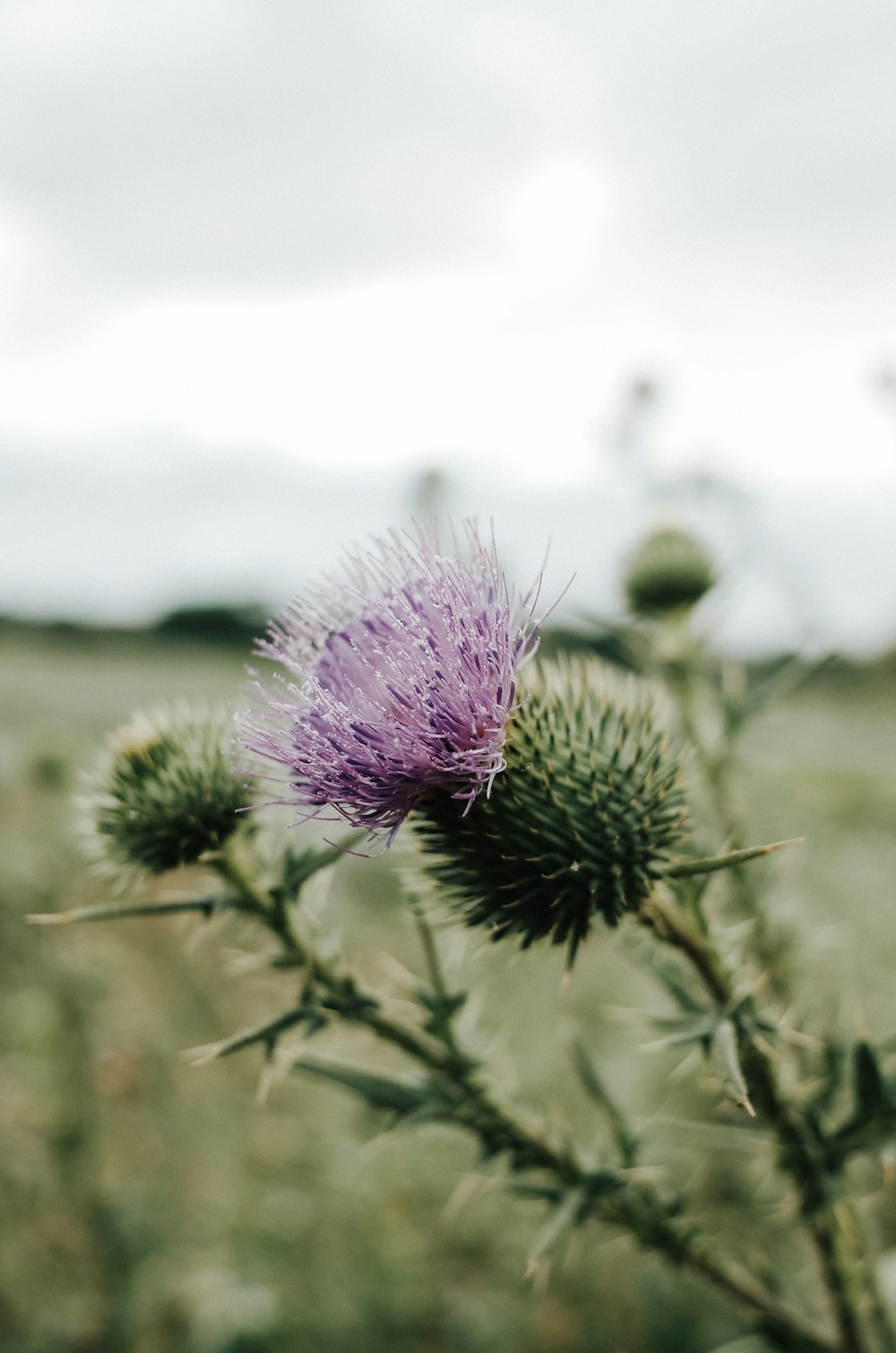 purple flower in tilt shift lens