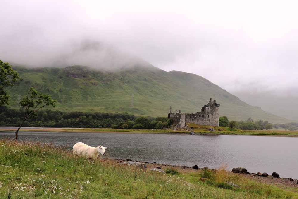 white sheep on green grass field near body of water during daytime