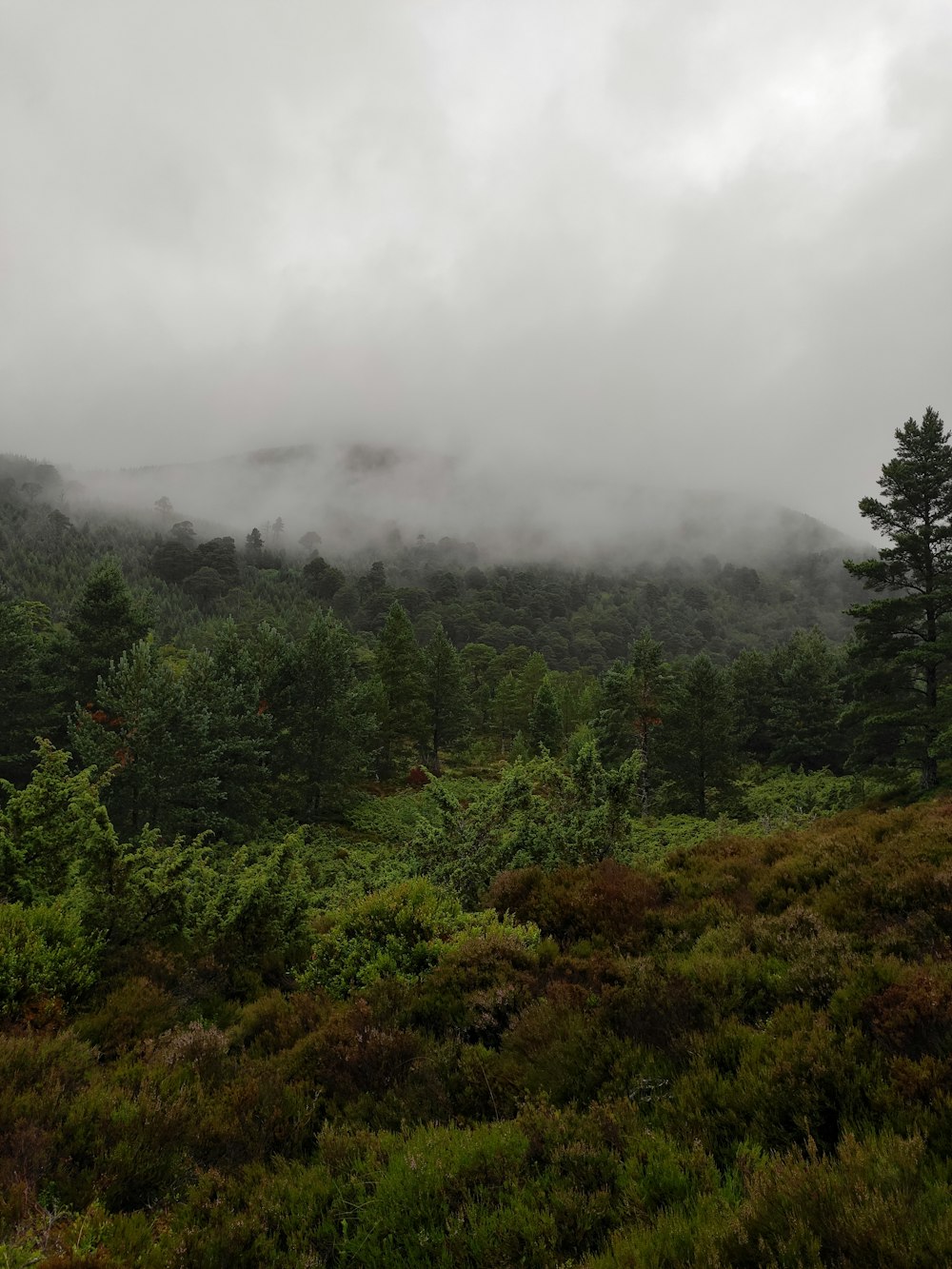 green trees on mountain under white clouds during daytime