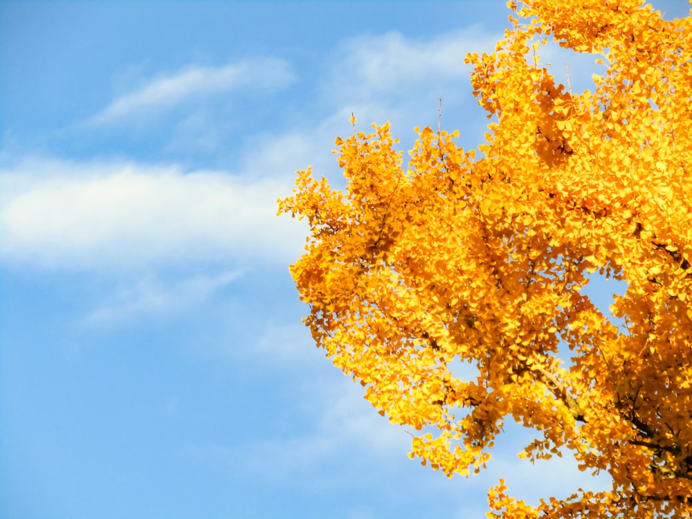 gelber Blattbaum unter blauem Himmel tagsüber
