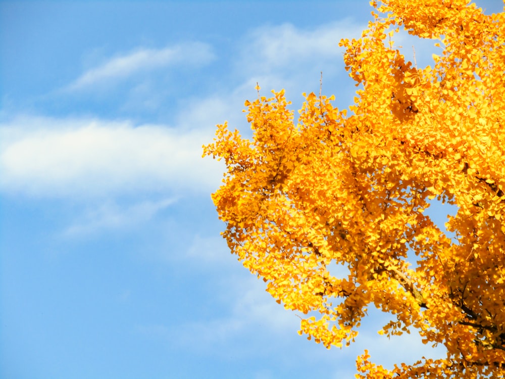 yellow leaf tree under blue sky during daytime