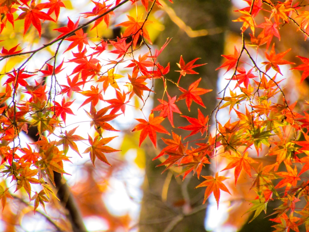 red and white maple leaves