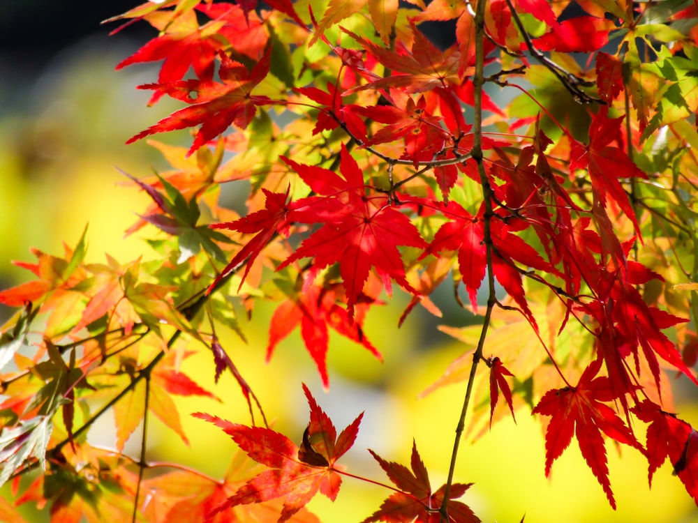 red and yellow maple leaves