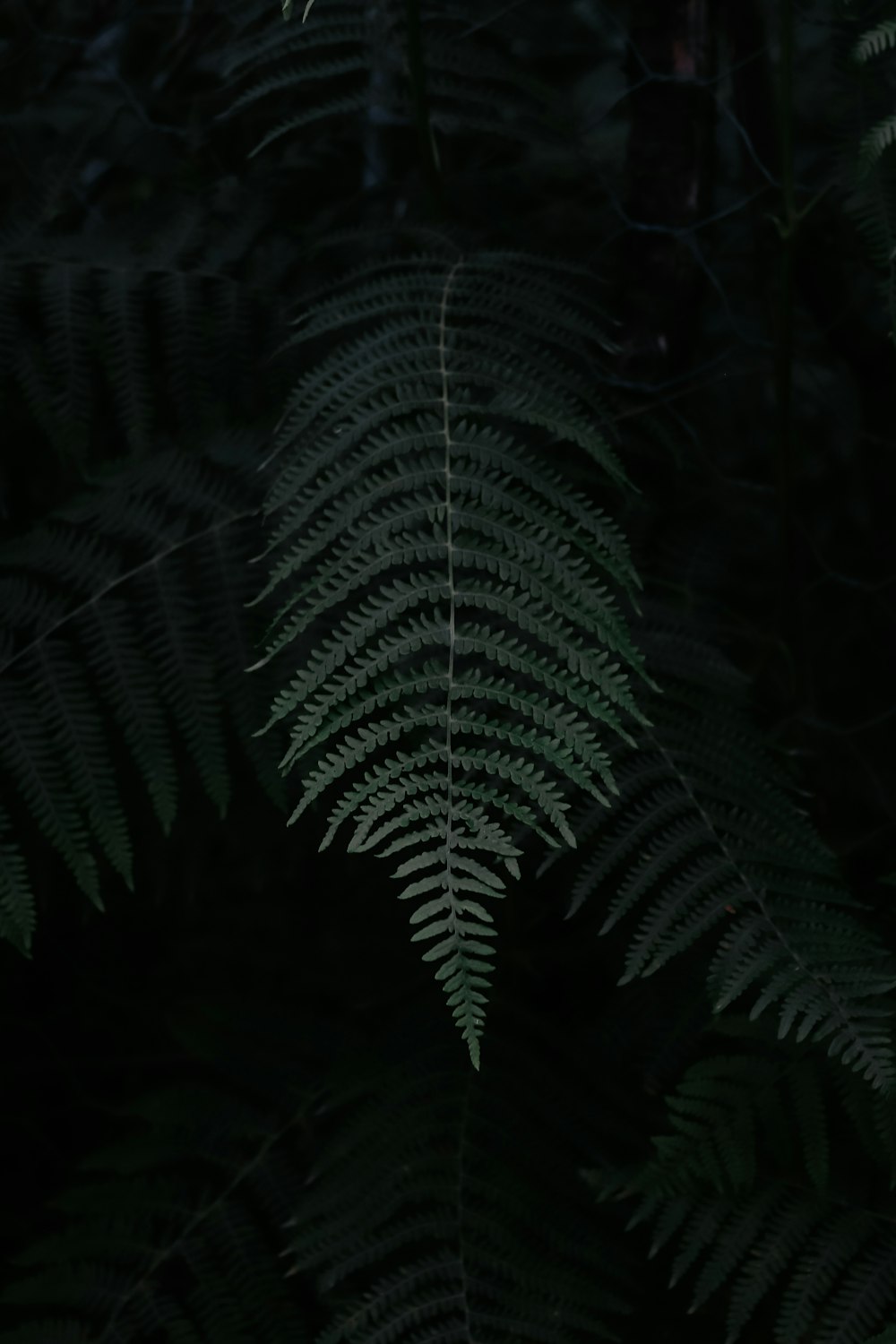 green fern plant in close up photography