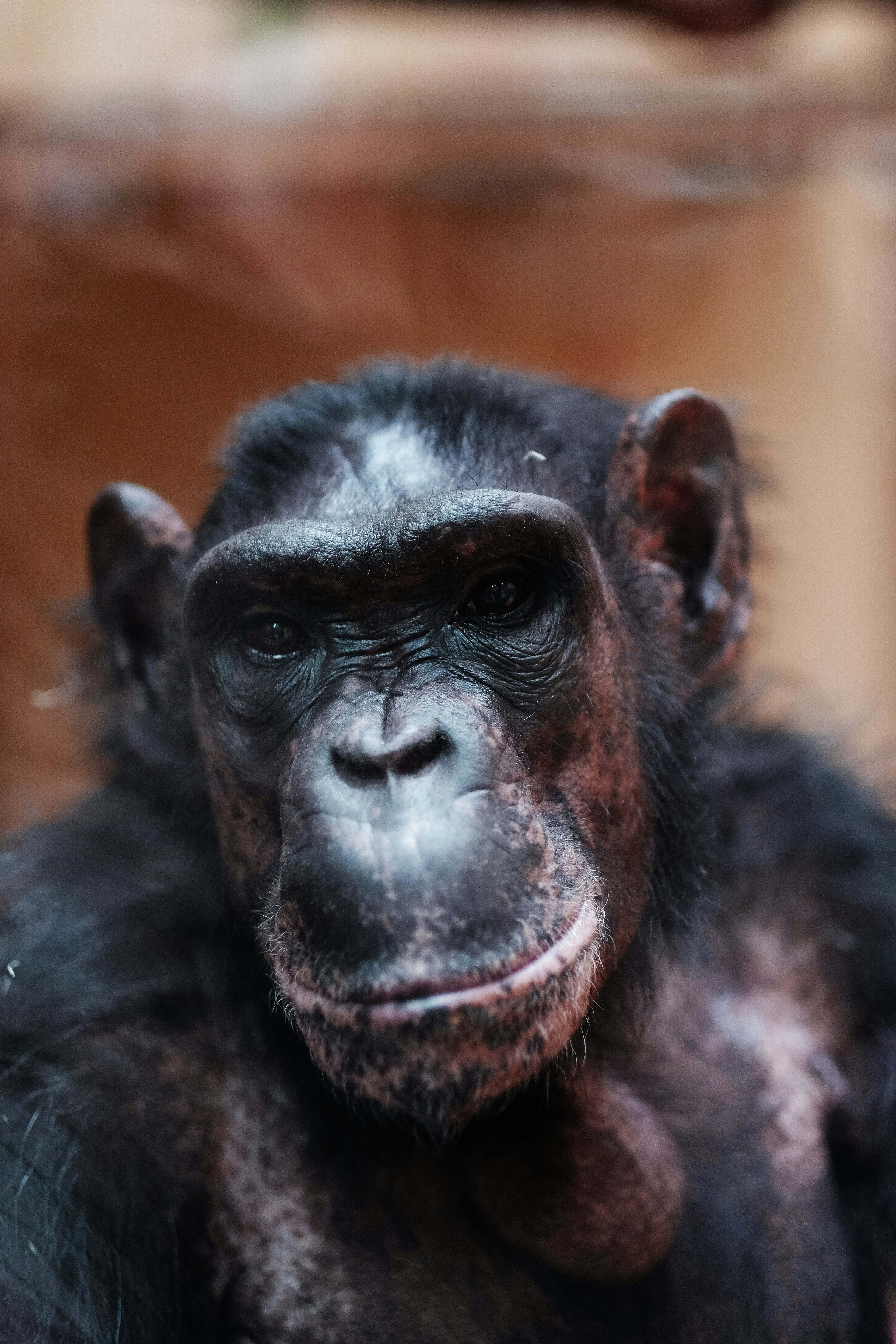 black gorilla in close up photography