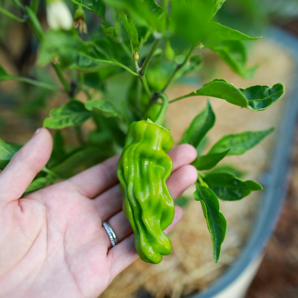 green bell pepper on persons hand