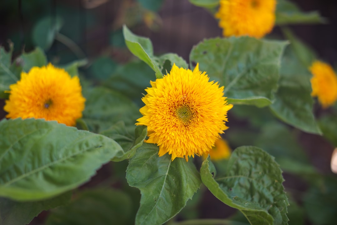 yellow flower in tilt shift lens