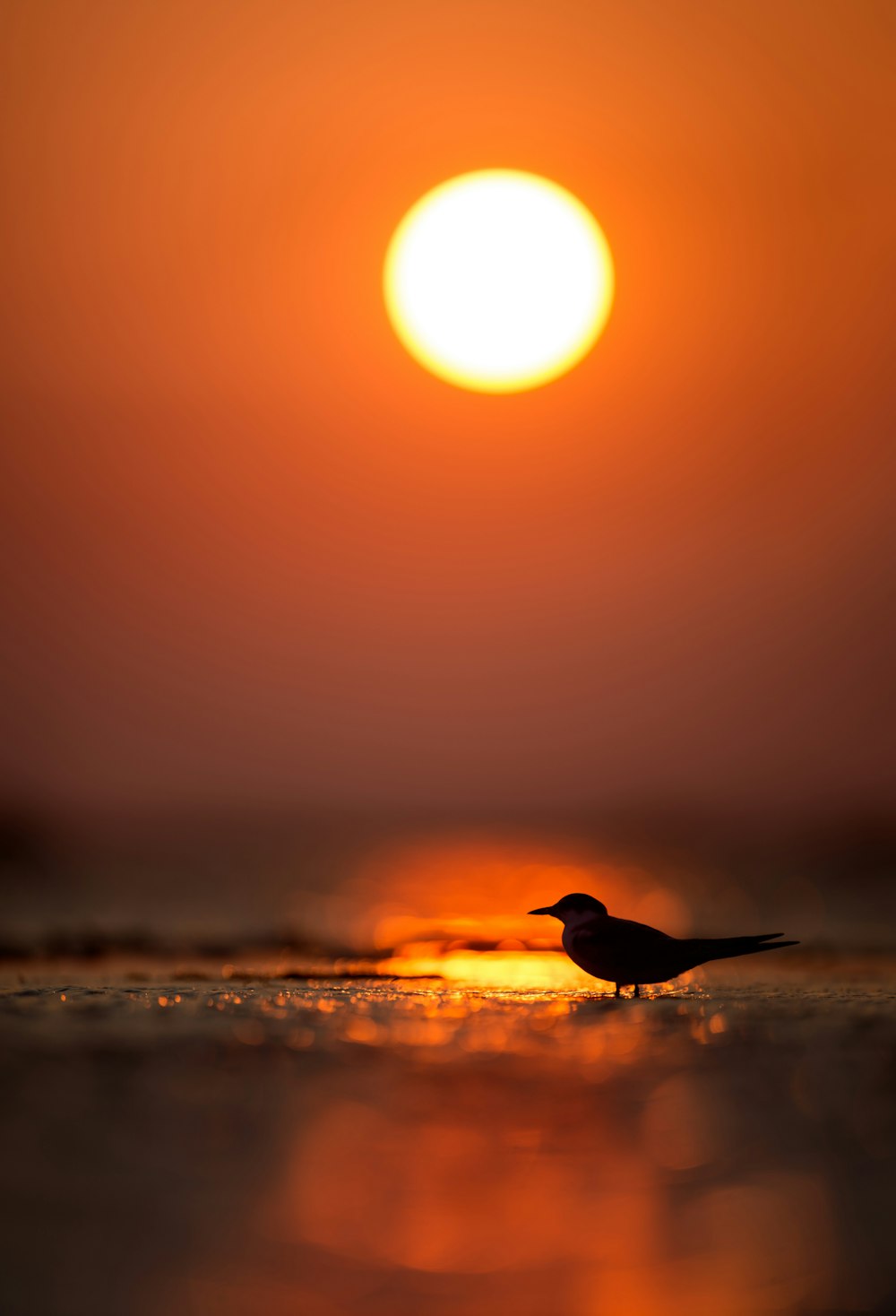 Silhouette des Vogels auf dem Wasser bei Sonnenuntergang