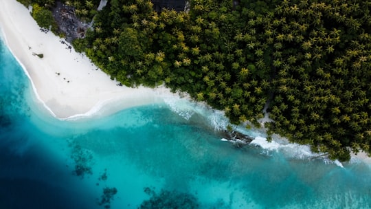 green trees beside body of water during daytime in Maalhos Maldives