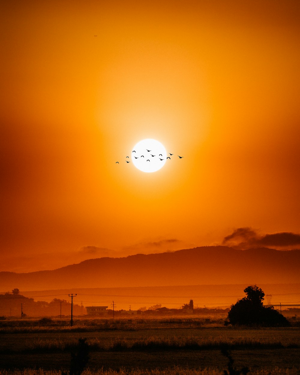 silhueta das árvores durante o pôr do sol