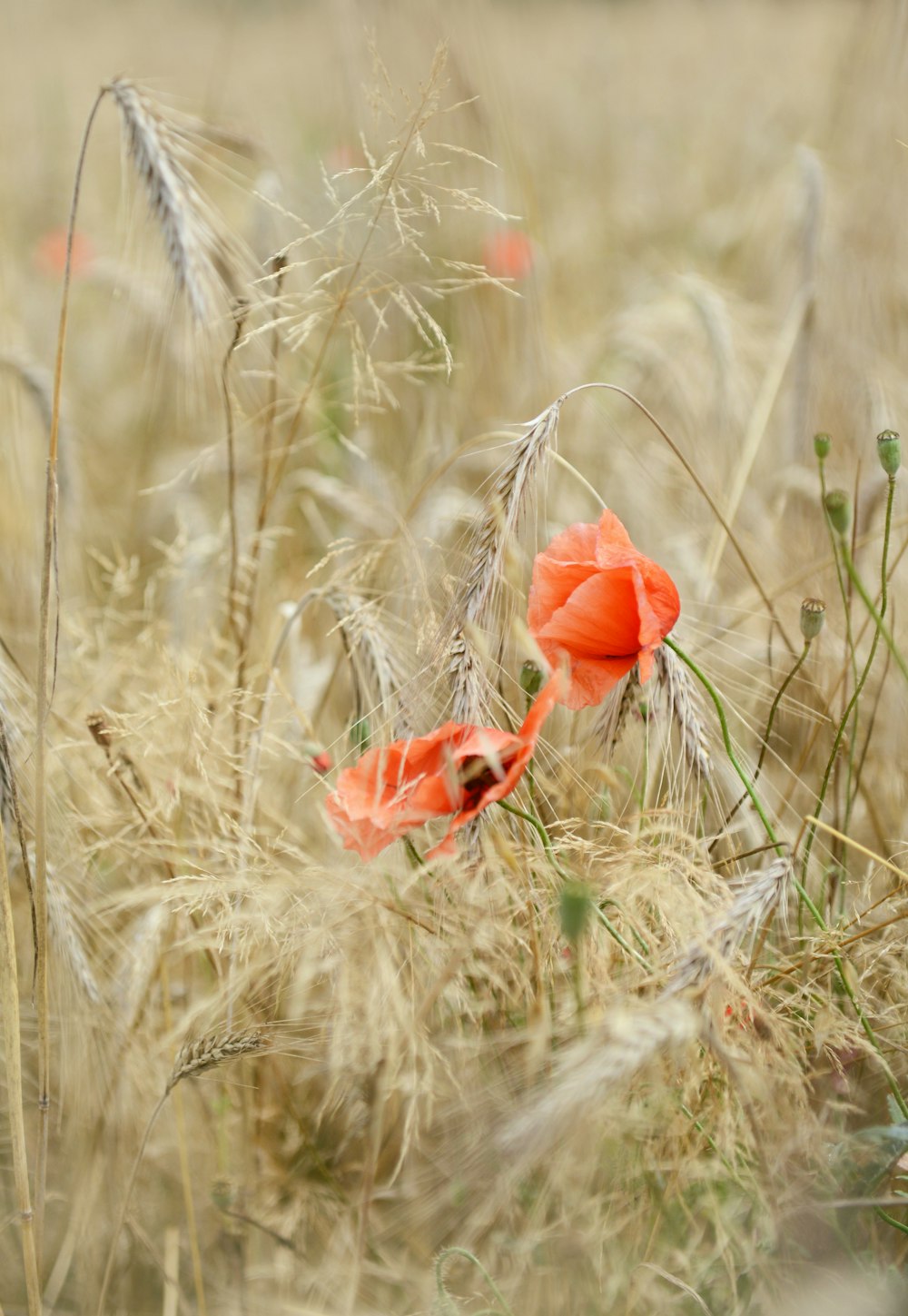 red flower on brown grass