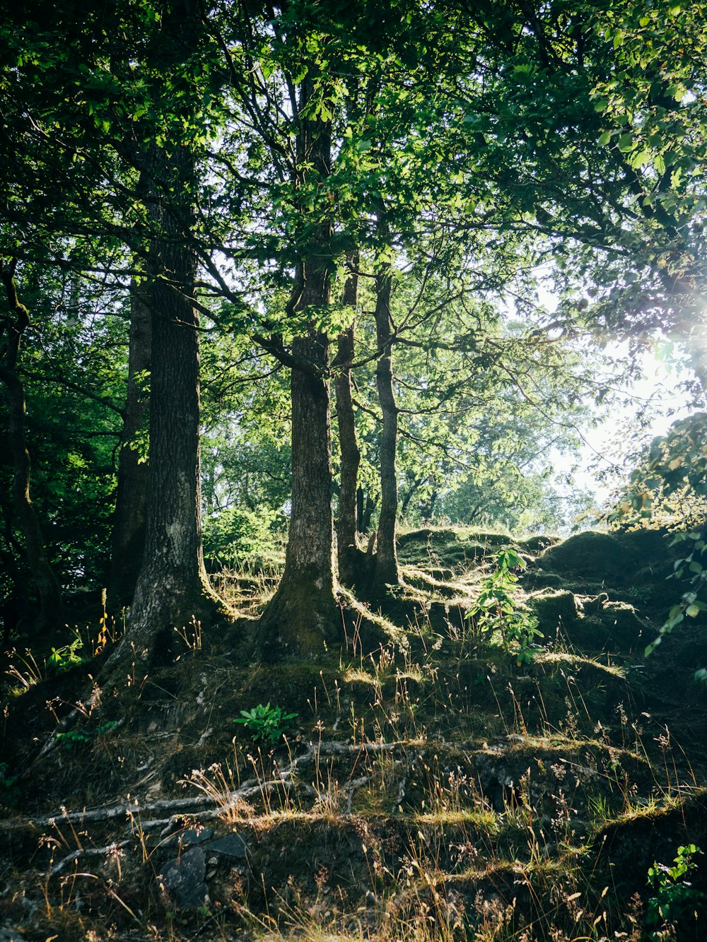 green trees on brown soil