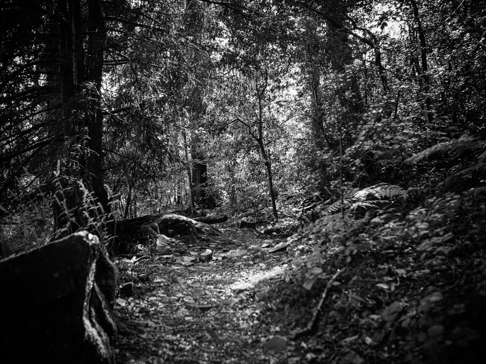 grayscale photo of trees and plants