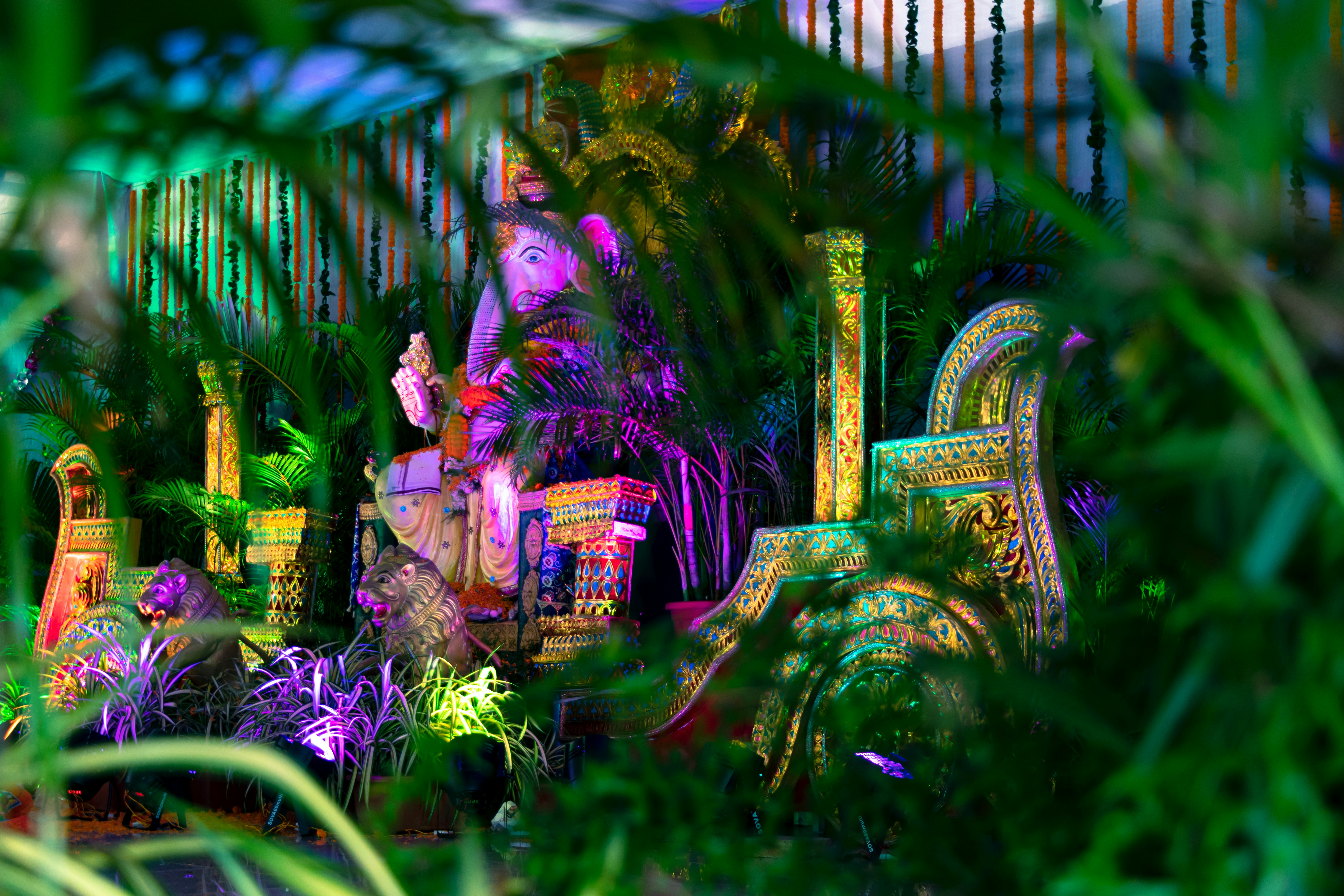 purple and green flowers on green grass, 