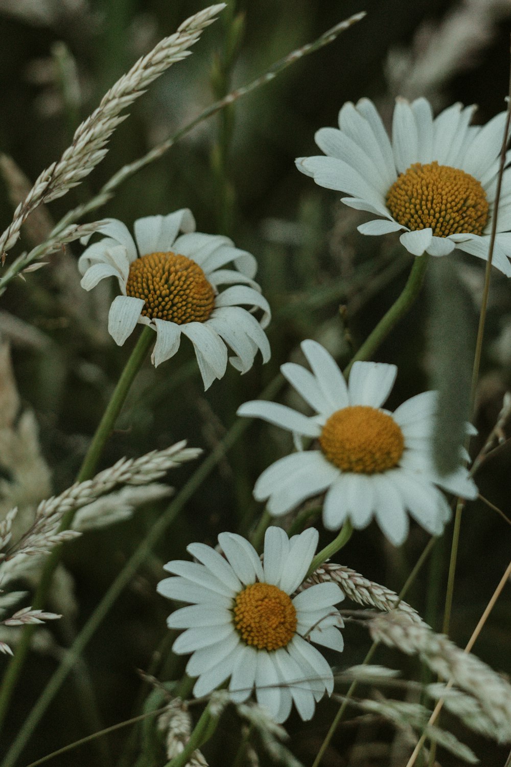 Fleurs de marguerite blanches et jaunes en fleurs pendant la journée