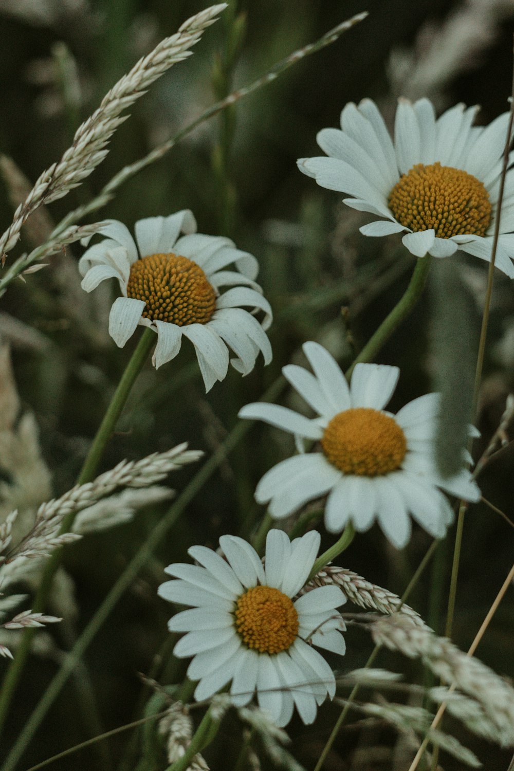 white and yellow daisy flowers in bloom during daytime
