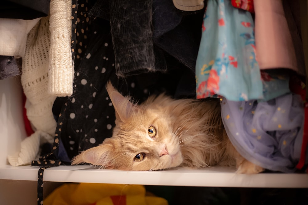 orange tabby cat on blue plastic basin