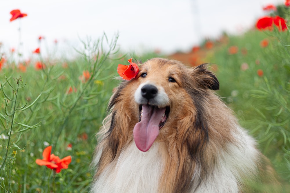 Brauner und weißer rauer Collie tagsüber auf grünem Rasen