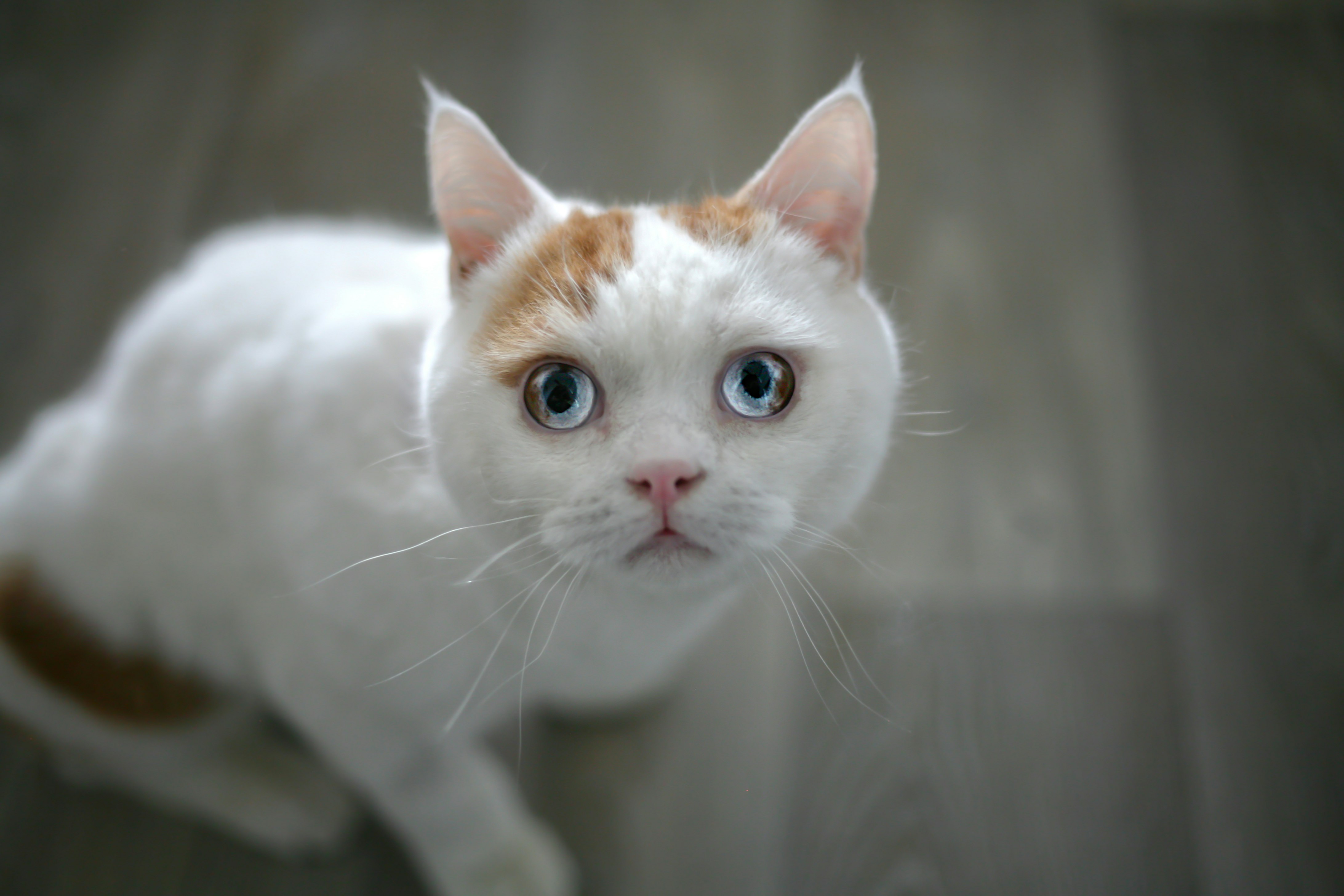 white and orange cat on black textile