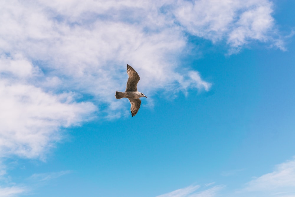 white and brown bird flying under blue sky during daytime