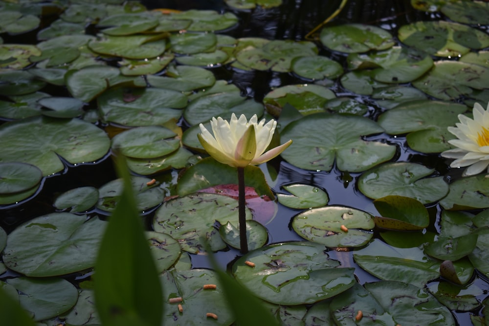 white lotus flower on water