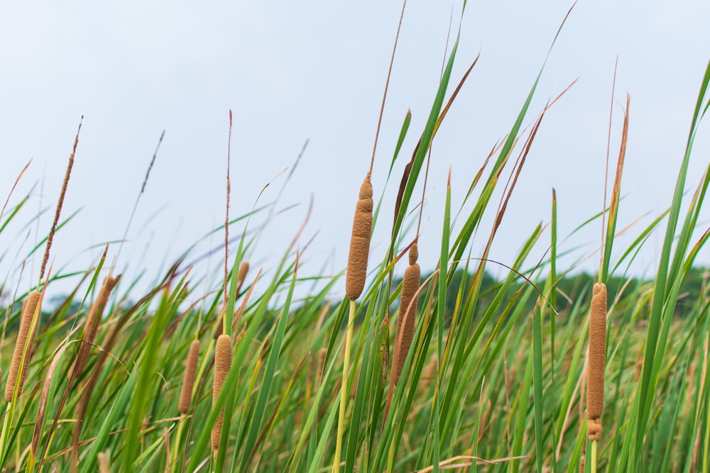 green grass field during daytime