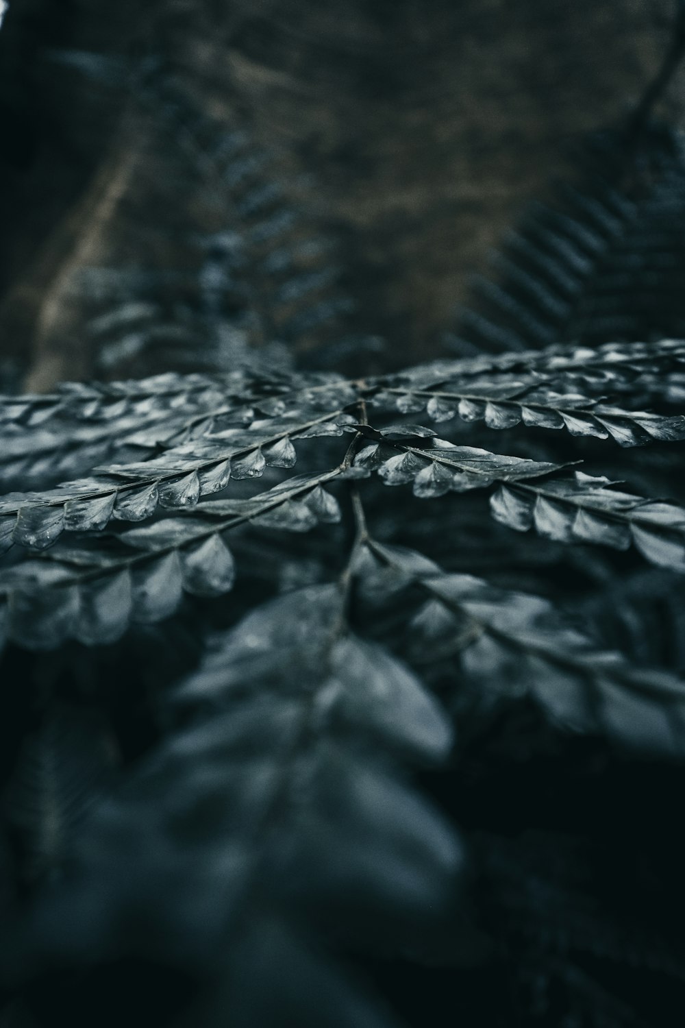 green leaves in close up photography