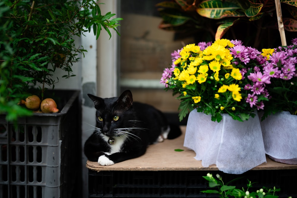 tuxedo cat on brown wooden table