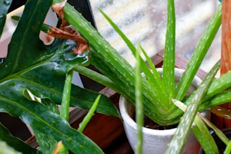 A lush green aloe vera plant sits in a white pot on a wooden surface, surrounded by other green foliage. The leaves are thick, fleshy, and speckled, with some dried brown tips. There is a blurred background of a rain-speckled window, adding a natural and fresh ambiance.