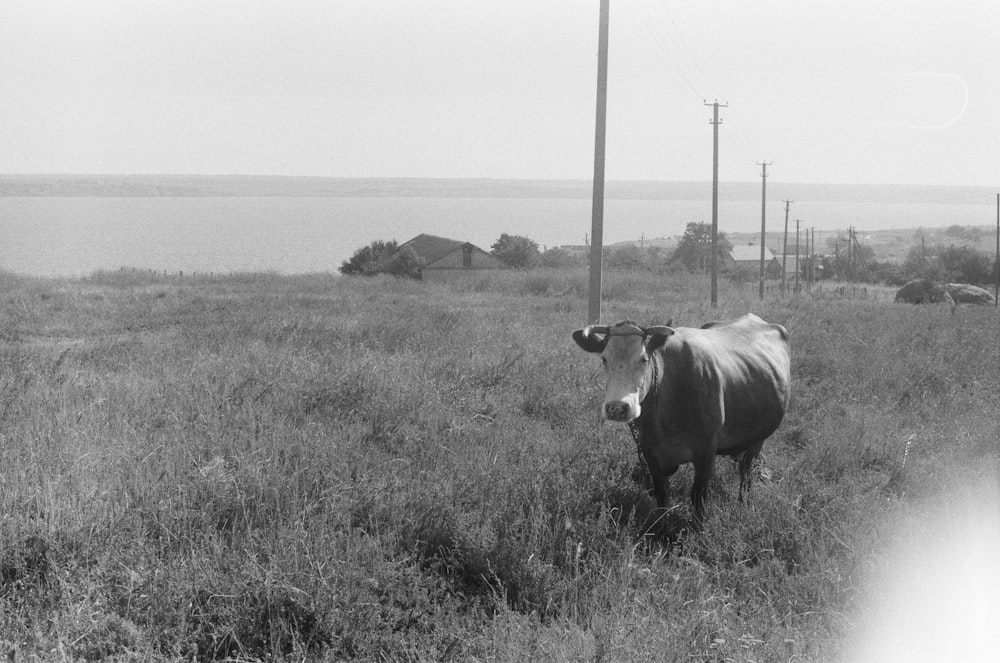 grayscale photo of cow on grass field