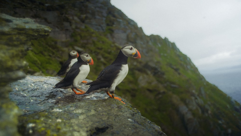 oiseau blanc et noir sur roche grise pendant la journée