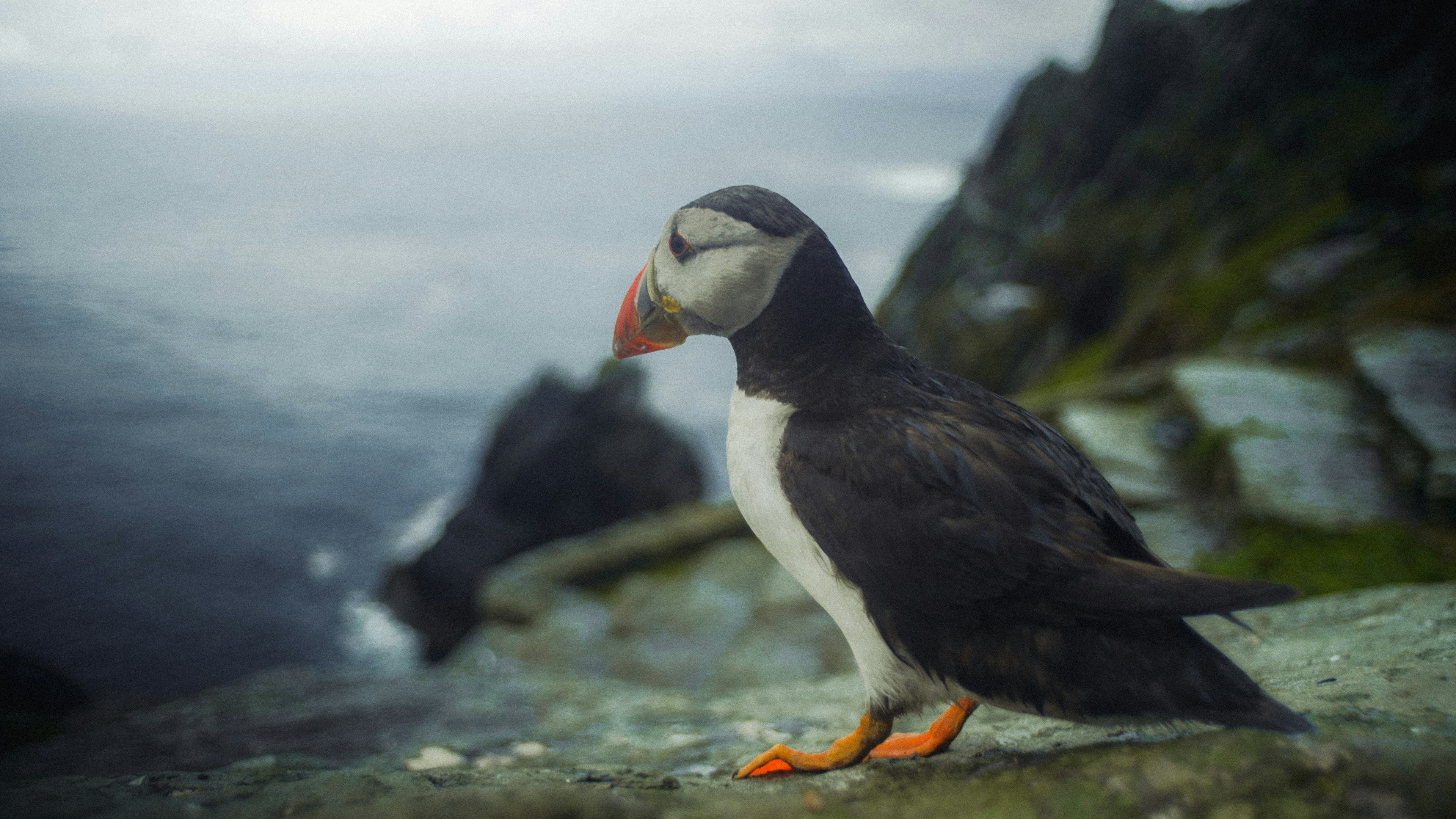 black and white bird on rock